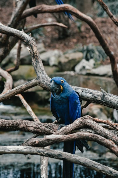 蓝色鸟在树枝上
